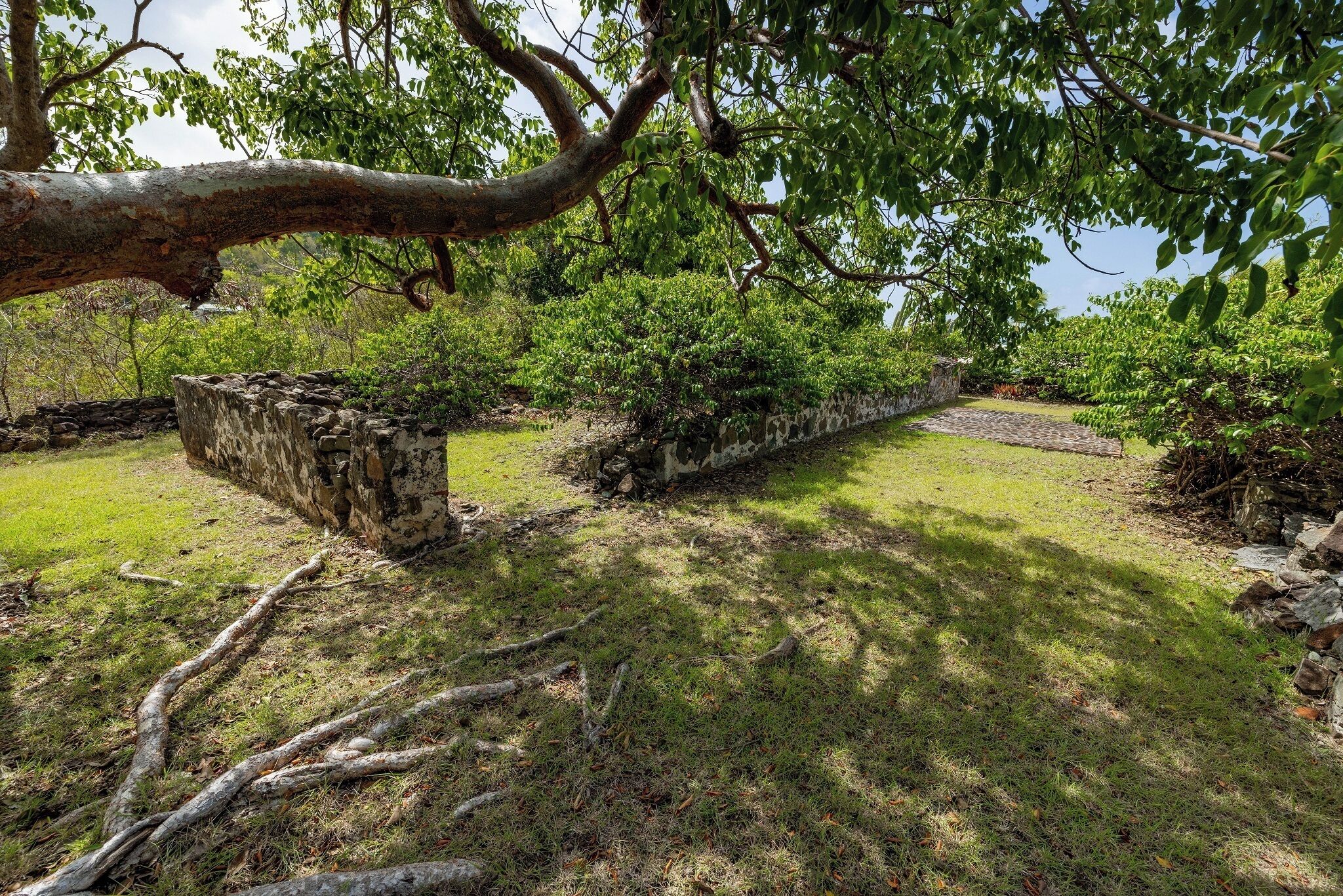 A stone pathway leading through a lush garden with a large tree branch overhead.