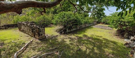 A stone pathway leading through a lush garden with a large tree branch overhead.