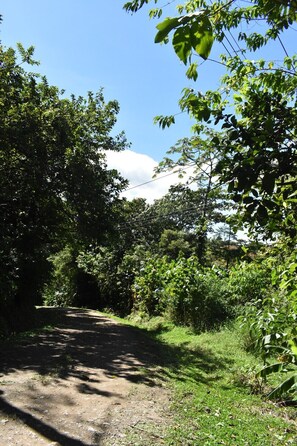 A dirt path surrounded by dense green foliage and trees. - Wildlife Paradise (Monteverde)