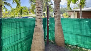 Área externa cercada com palmeiras e um deck de madeira.