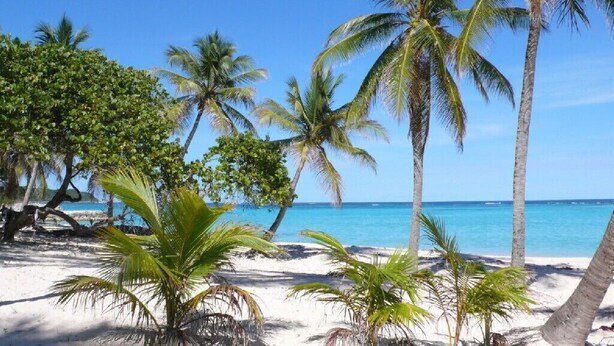 Een strand met palmbomen en een helderblauwe lucht.
