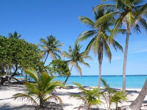 A beach with palm trees and a clear blue sky.