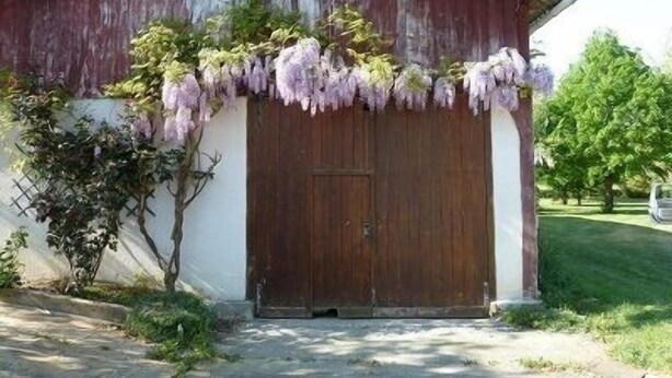 A rustic barn with a wooden door and a vine-covered entrance.