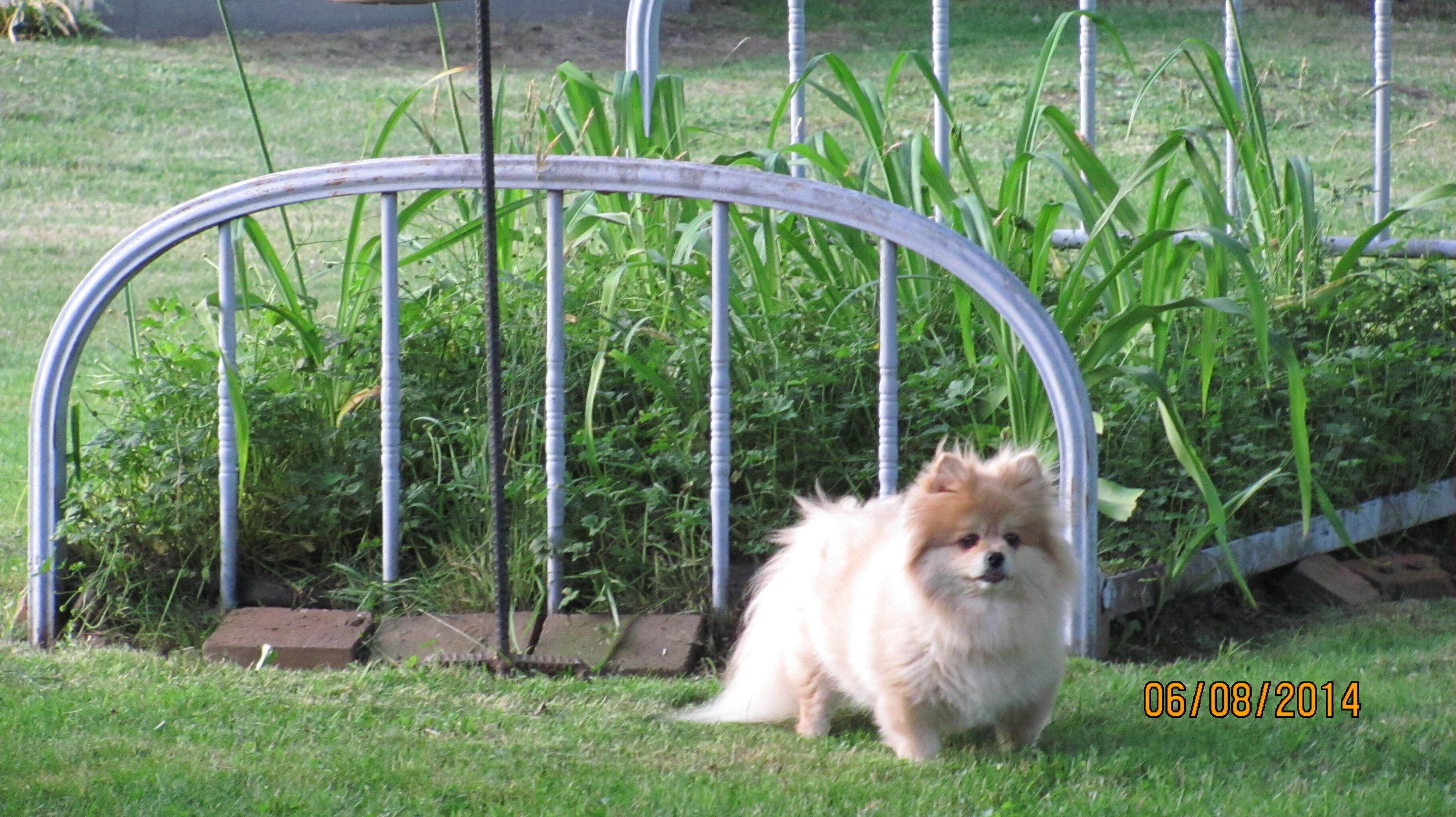 Pet Friendly !! Large fenced yard ! 