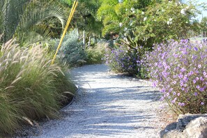 A gravel path in a garden with various plants and flowers.