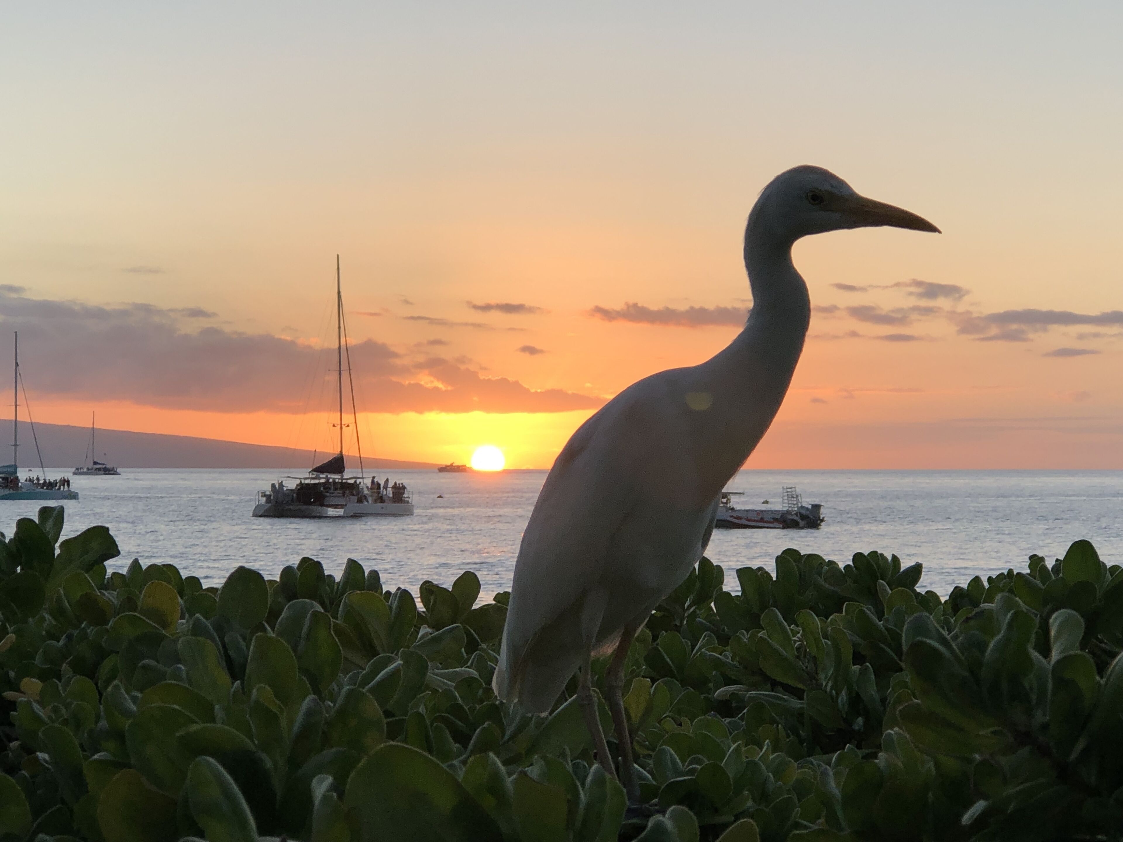 Un ave blanca de pie frente a una puesta de sol sobre el mar, con barcos al fondo.