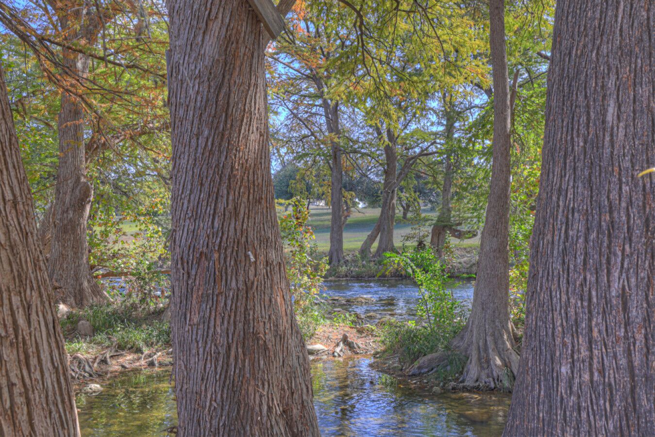 A forested area with a stream and tall trees.