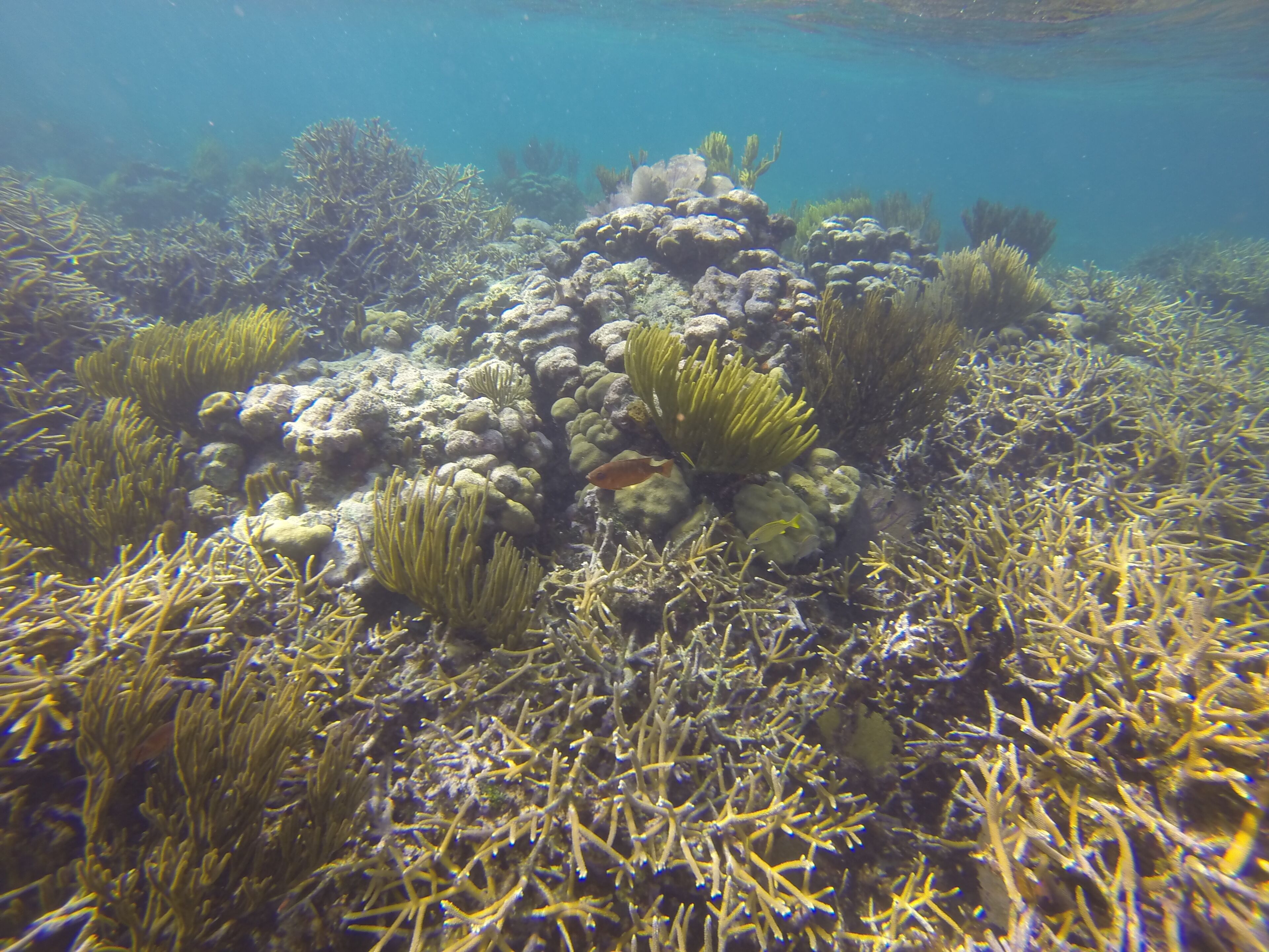 An underwater scene with various types of coral and marine plants.
