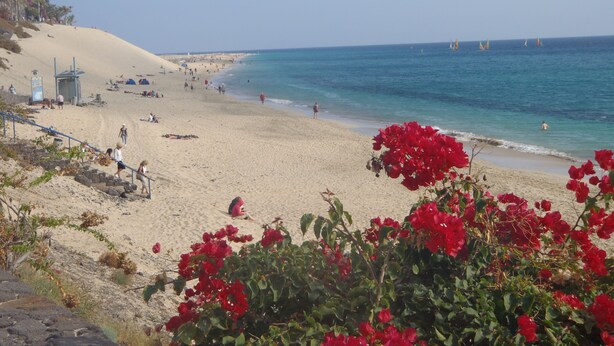 A beach with clear skies, sandy shore, and red flowers in the foreground. - Spacious, large terrace, sunny, WiFi, from the sea, 250 m. from the beach (Morro Jable)