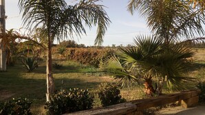 A garden with various plants, including palm trees and shrubs, and a wooden fence. - Vite & Mare - Semi-detached house Le Solette Porto Palo - Belice Reserve (Marinella)
