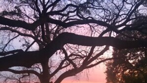 A tree-lined pathway leading to a gazebo by a lake at sunset.