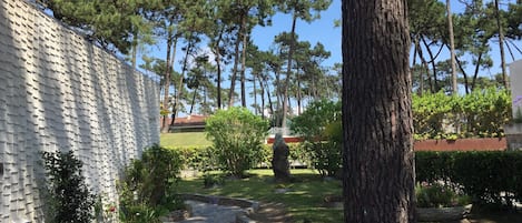 A garden with a stone pathway, a large tree, and a white textured wall.