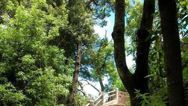 A wooden staircase leading up to a higher level, surrounded by dense greenery and trees.