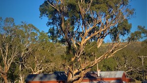A large tree in front of a two-story building with a metal roof and a covered porch. - Fabulous Country Stay on cattle & sheep property northern NSW (Matheson)