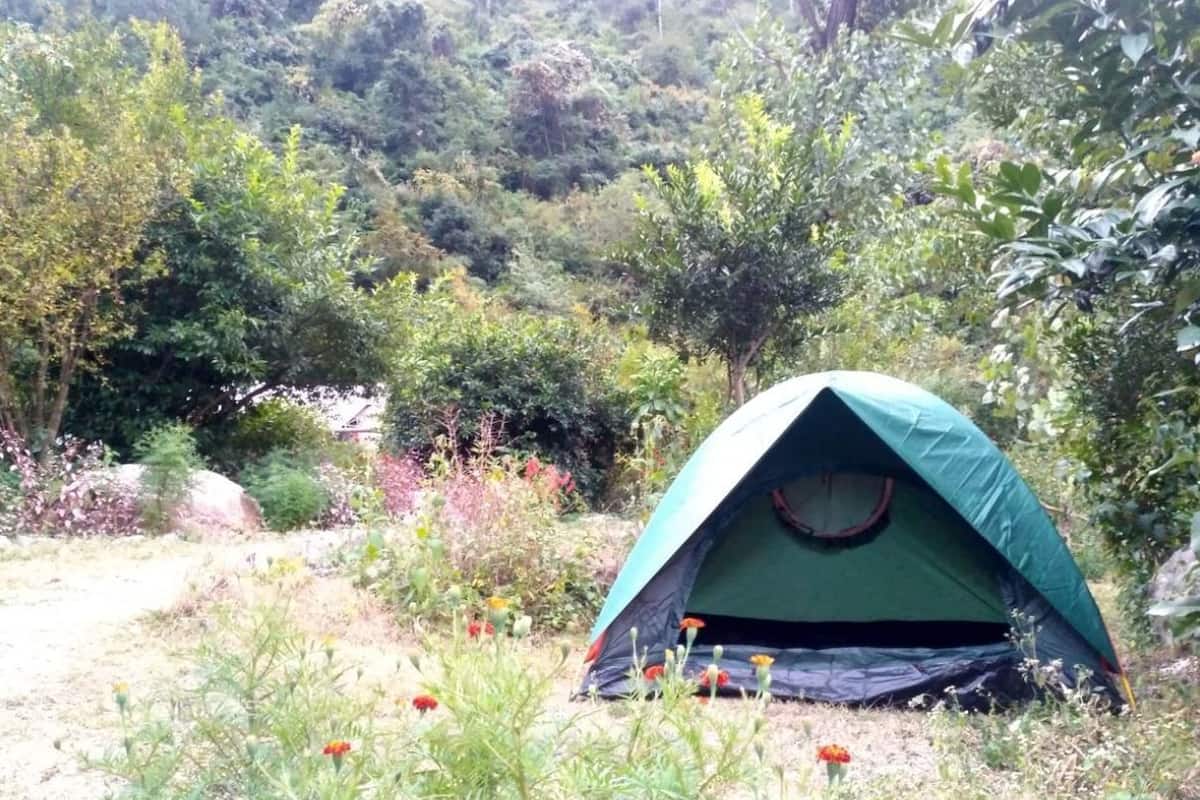 Uma tenda verde montada em área natural e arborizada, com vegetação densa e flores ao redor.