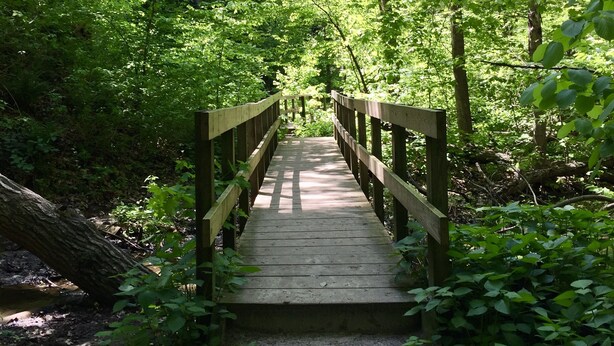 Un pont en bois situé dans une zone boisée.