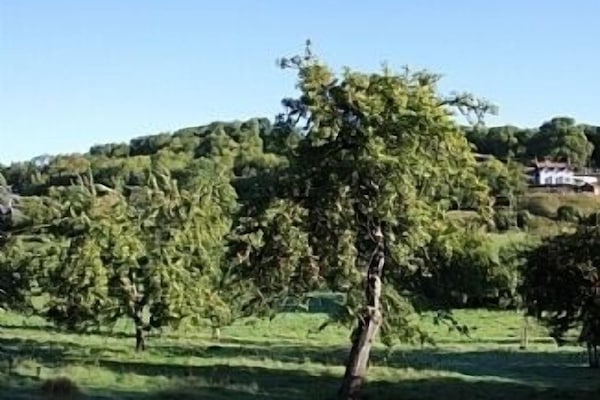 The Folly from the Ancient Orchard in the valley