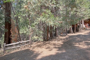 Explore a serene forest setting with a winding dirt path and a natural walking trail.
