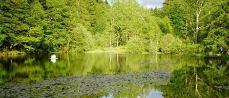 Un lago tranquilo rodeado de árboles verdes y frondosos.