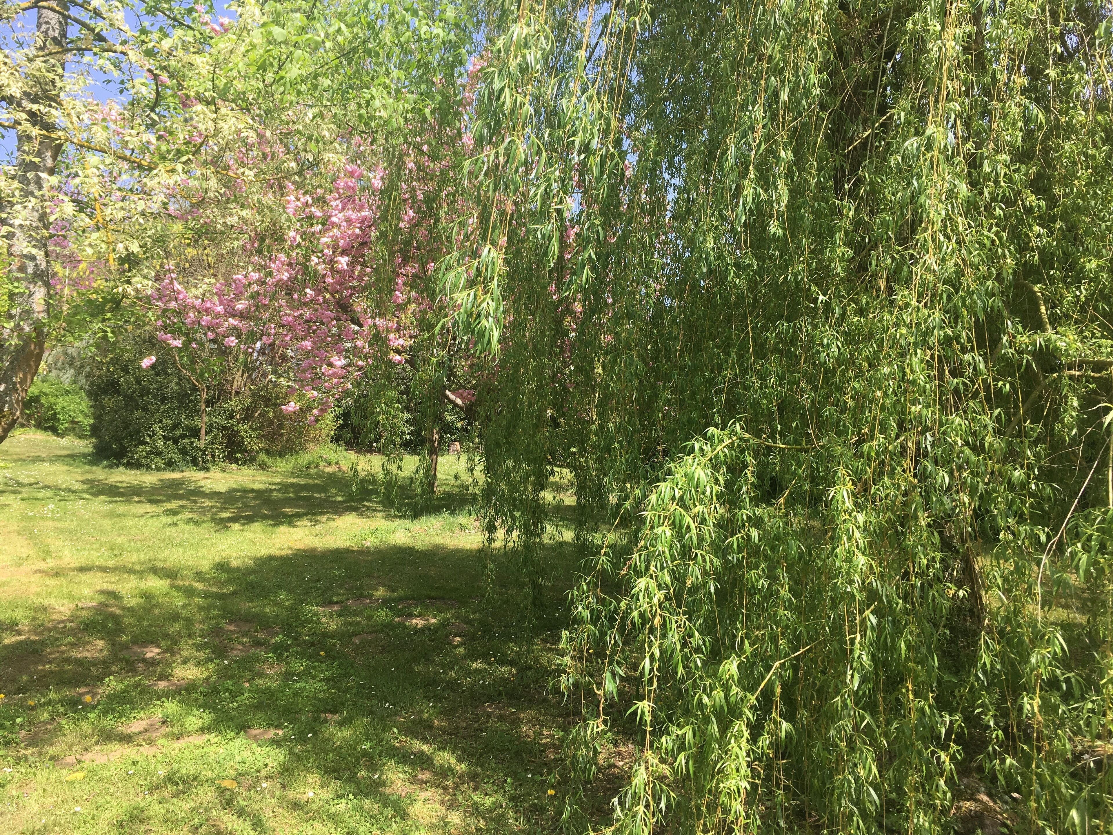 Un jardin agrémenté de divers arbres et arbustes, dont un grand saule qui se distingue particulièrement.