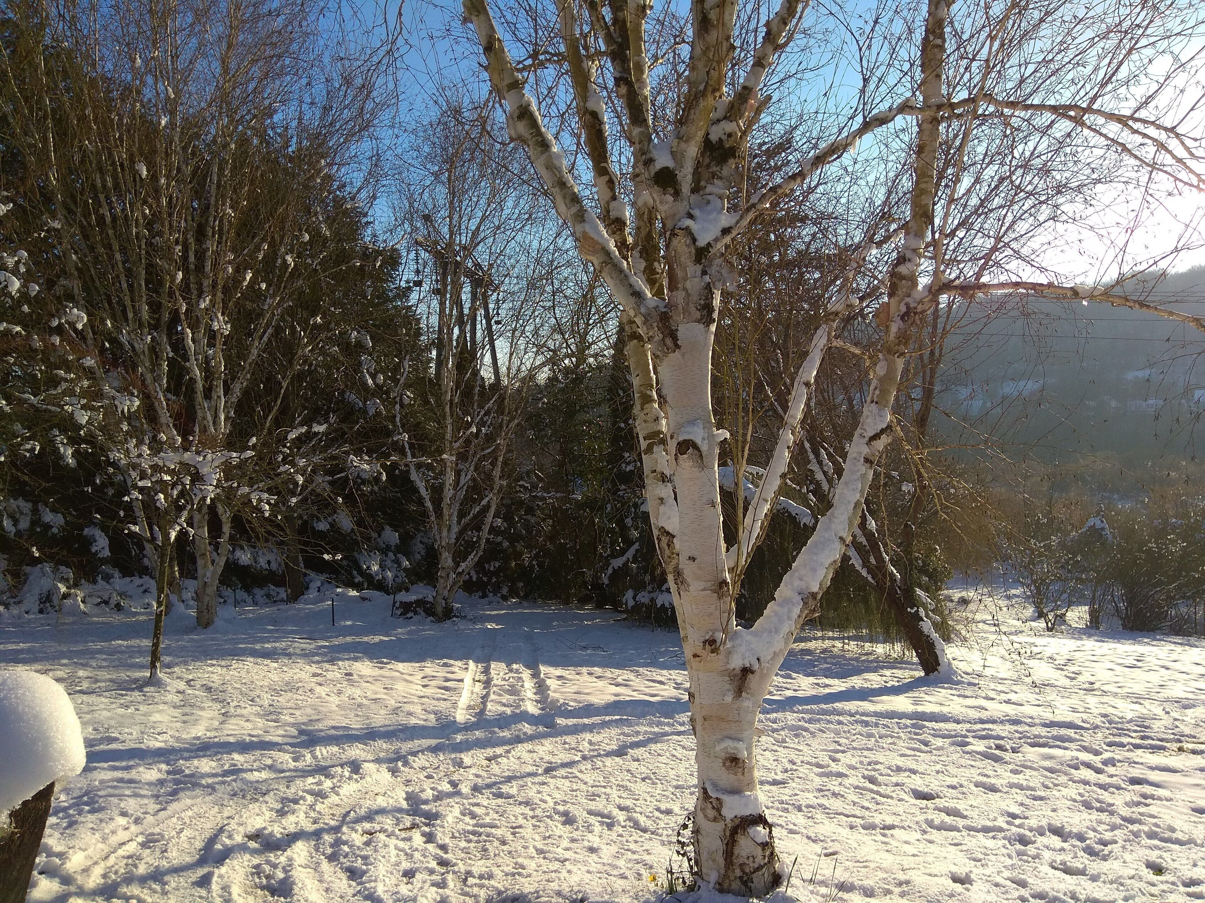 Schneebedeckte Landschaft mit Birken und blauem Himmel.