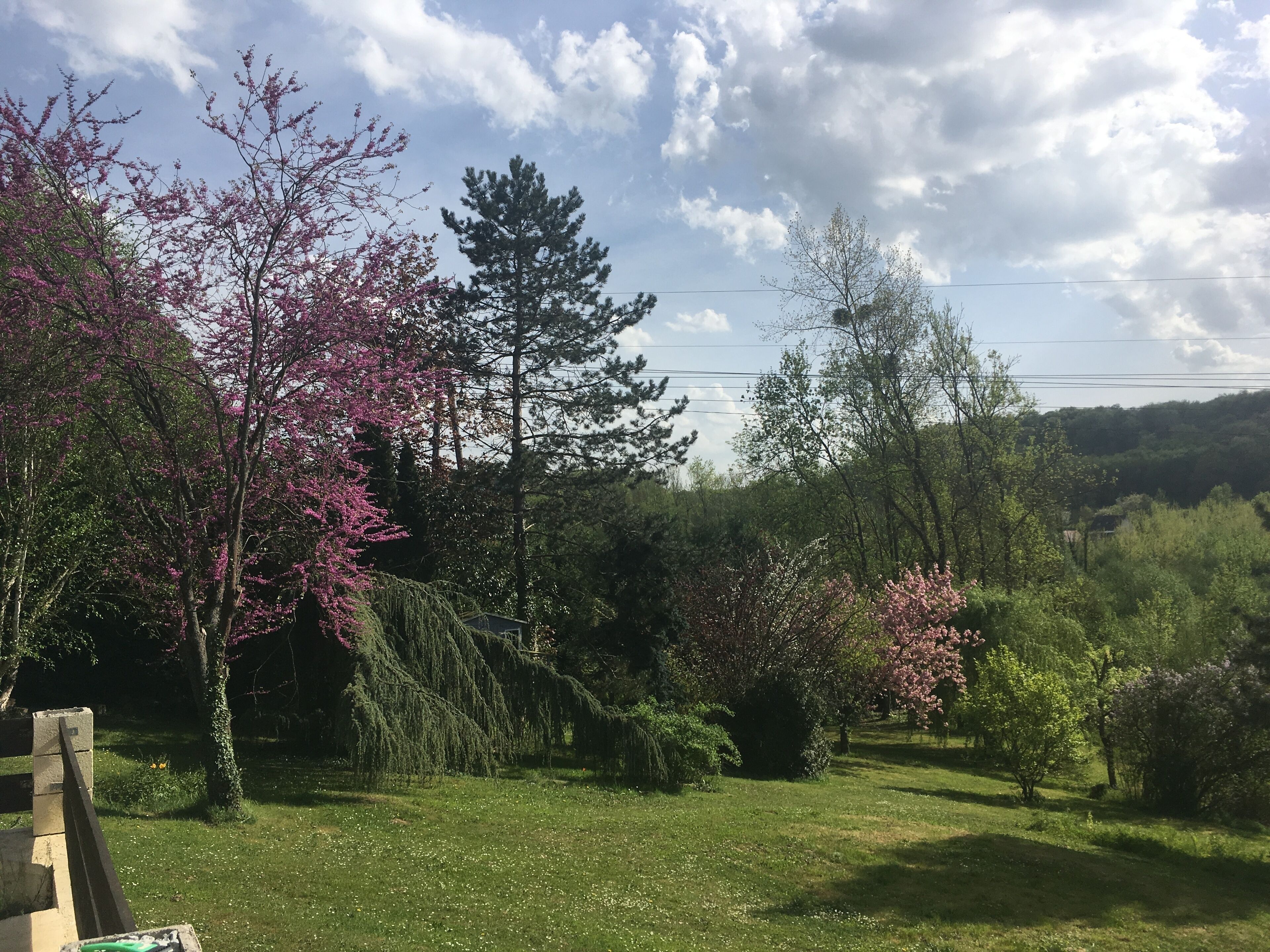 A garden with various trees, including some with pink blossoms, and a grassy area.