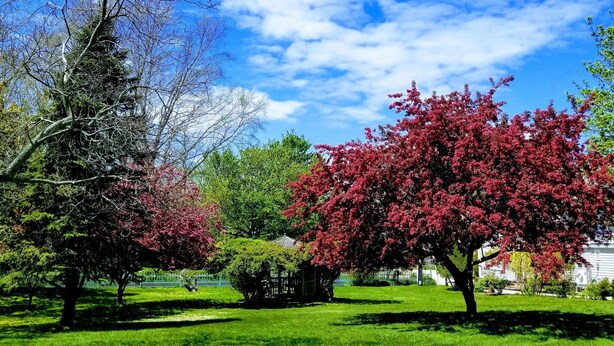 Un parc avec de l’herbe verte, des arbres et un ciel bleu dégagé.