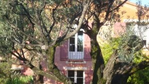 A building with a pink facade, a window with white shutters, and a tree in the foreground. - House / Villa - AUPS (Aups)