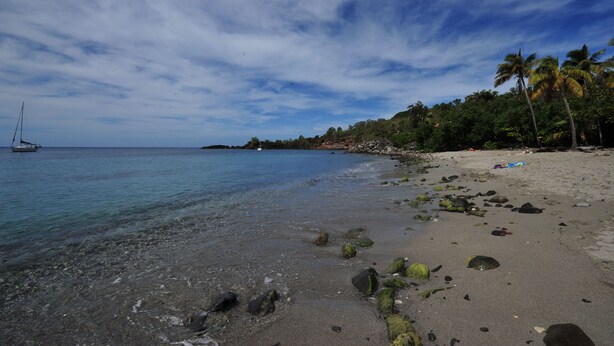 Ein Strand mit klarem Wasser, Felsen und Palmen.