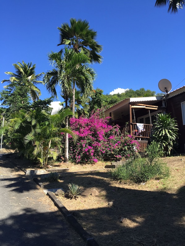 A house with a satellite dish, surrounded by palm trees and vibrant pink bougainvillea.