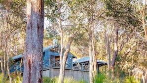Une cabane perchée dans un arbre, dotée d’une terrasse en bois et d’une rambarde en métal, entourée d’un feuillage dense.