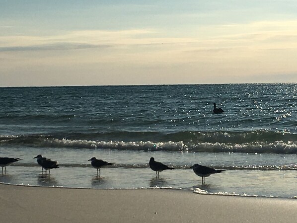 Plage, chaises longues