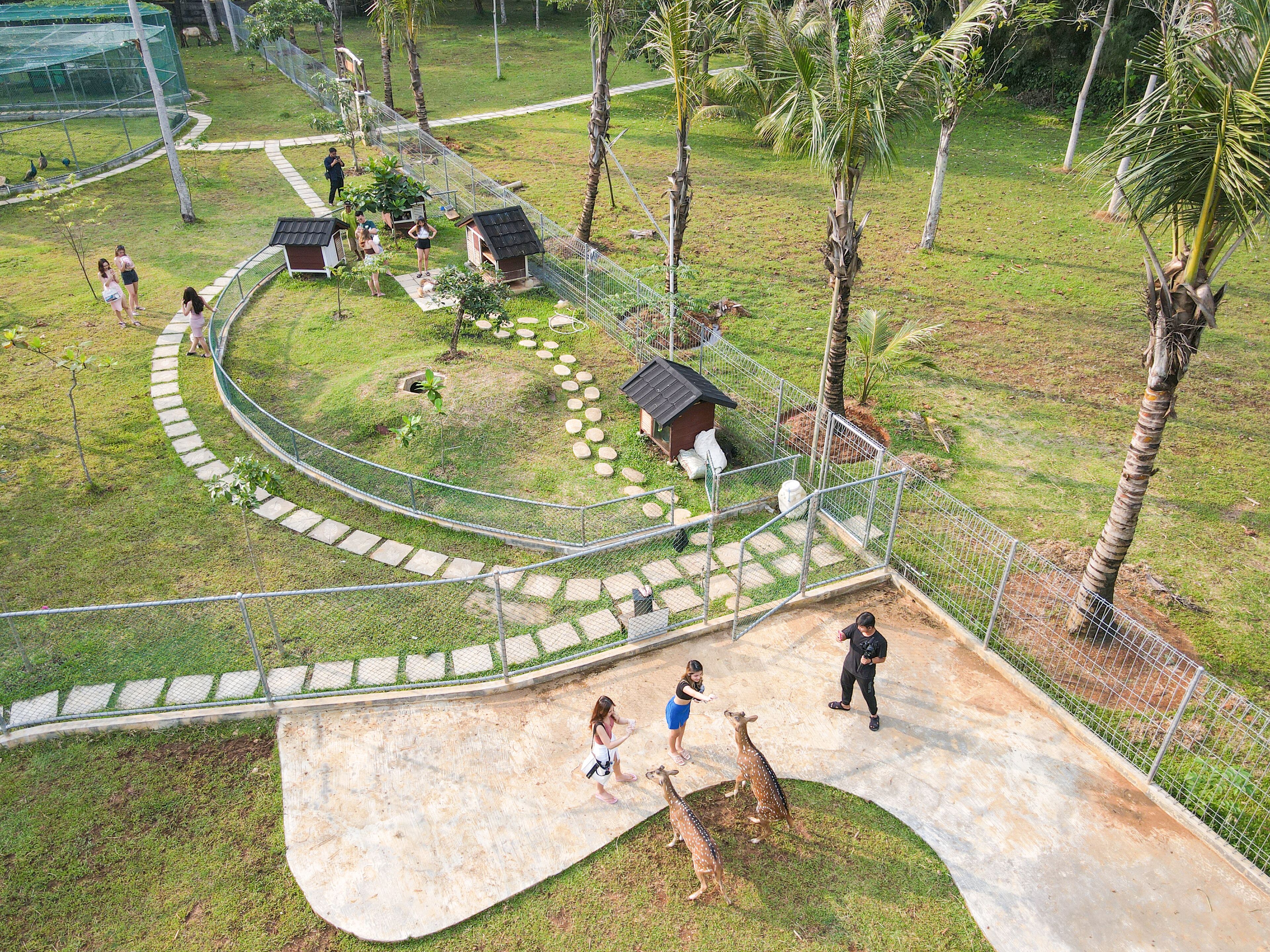 A zoo enclosure with a paved walkway, palm trees, and animal statues.