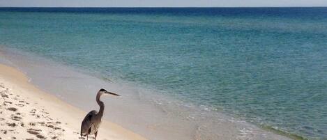 على الشاطئ، مناشف للشاطئ