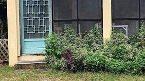 A building with a blue door, large windows, and a garden in front. - Balai Vittorio (Oton)