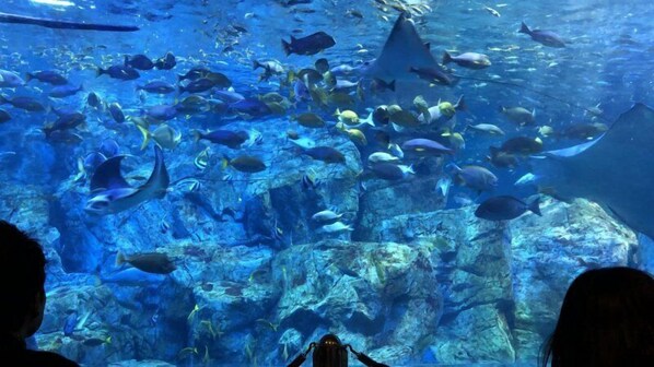 Un acuario con varias especies de peces nadando en agua cristalina.