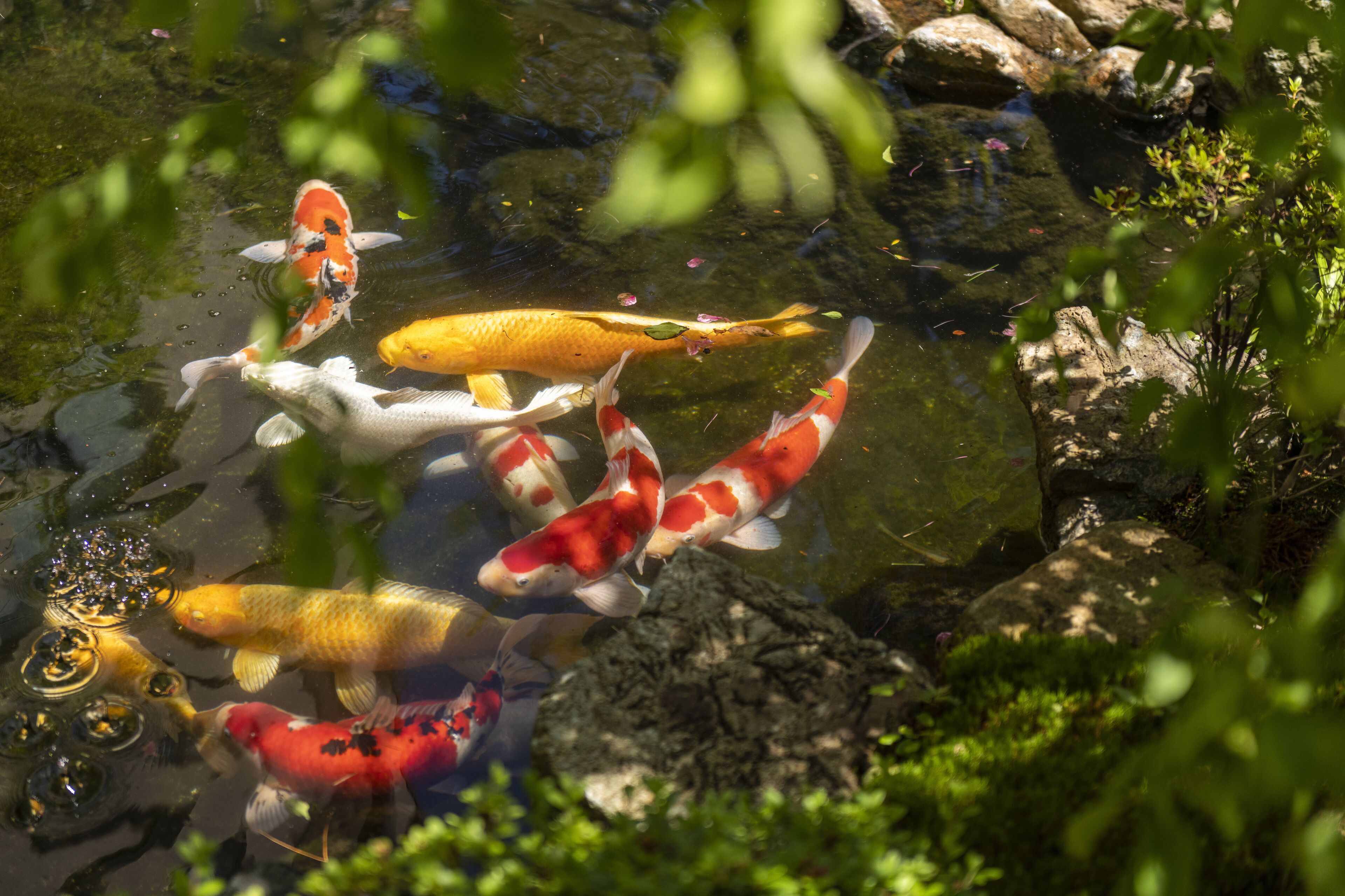 A pond with koi fish swimming among rocks and greenery.