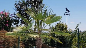 A palm tree with a weather vane in the background. - Chez Minnie (La Grande-Béroche)