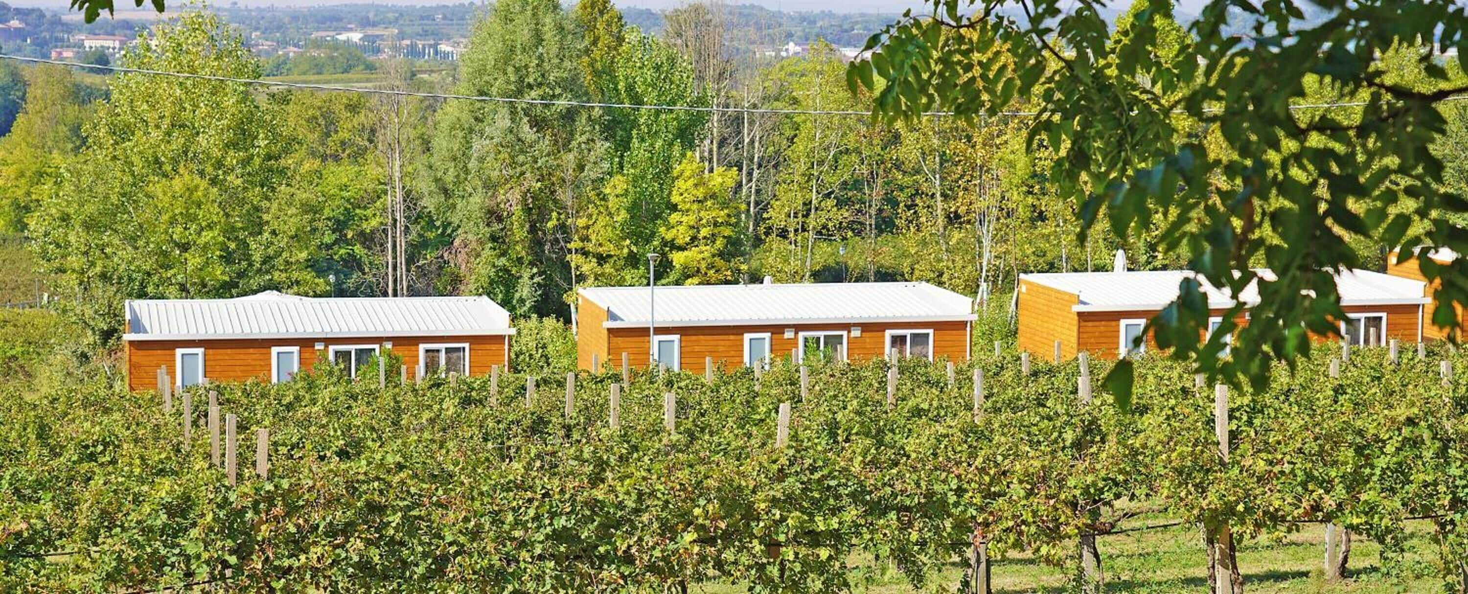 Three wooden cabins with white roofs, surrounded by a vineyard.