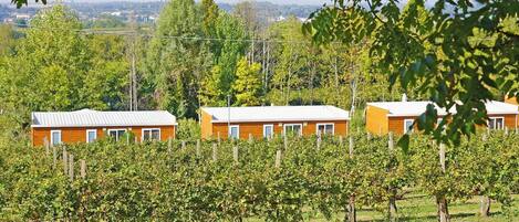 Three wooden cabins with white roofs, surrounded by a vineyard.