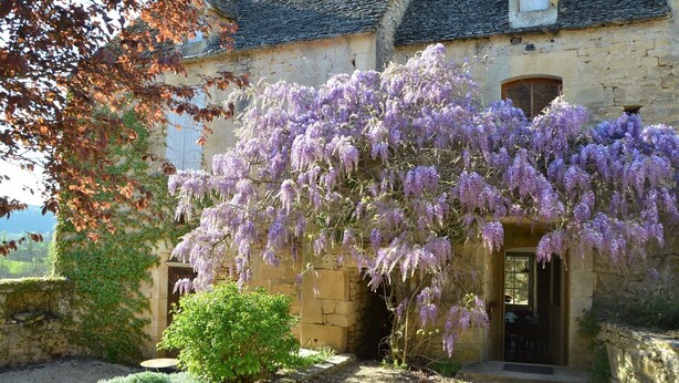 Un bâtiment en pierre doté d’une entrée couverte, d’un petit jardin avec un arbuste et de plantes grimpantes aux fleurs violettes.