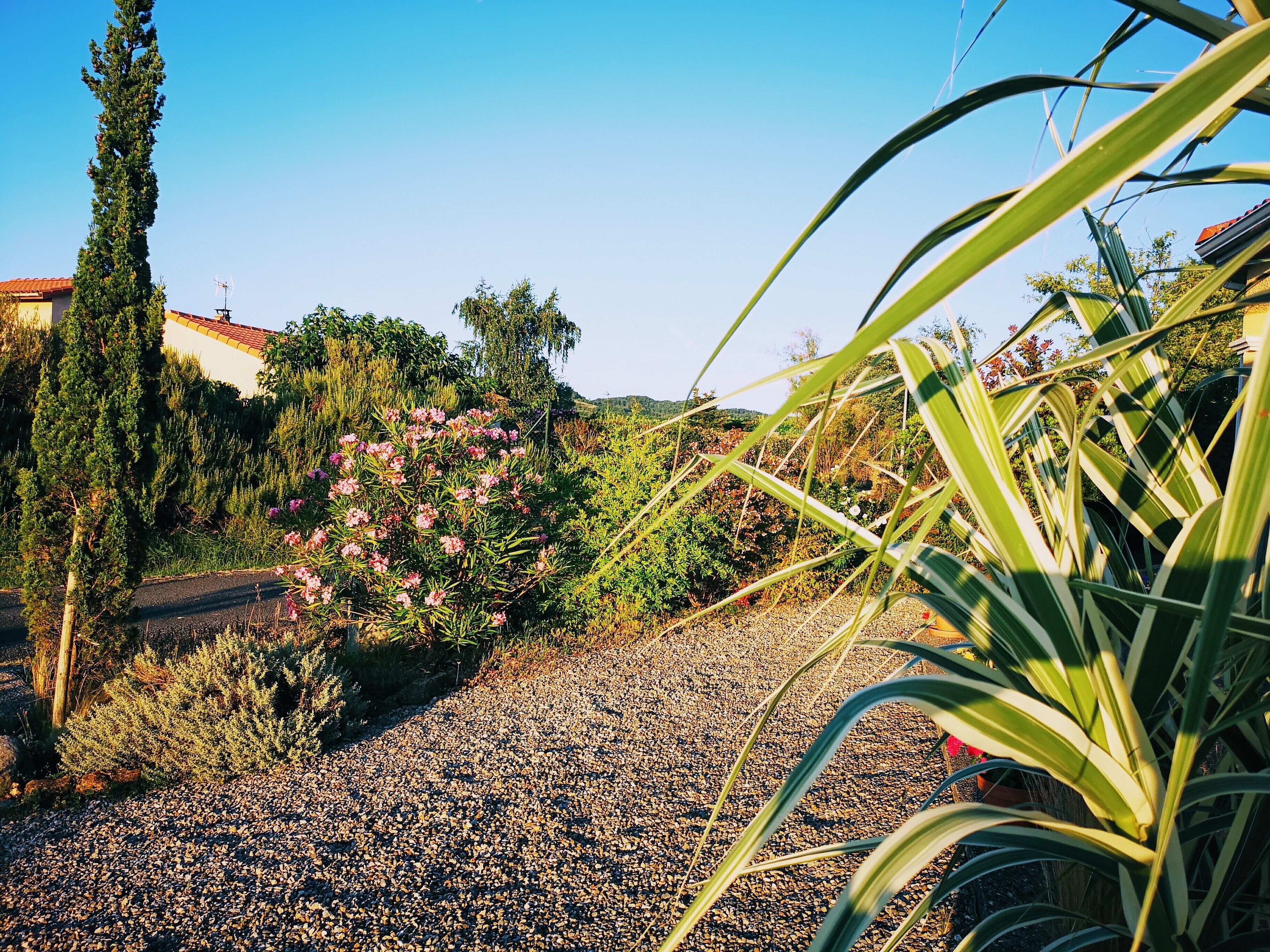 A garden pathway with gravel, surrounded by various plants and trees, leading to a building with a red roof.