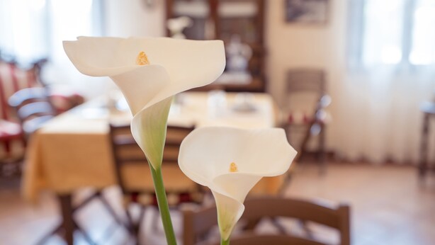 Dos lirios blancos sobre una mesa en un comedor con sillas y mesas de madera.