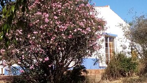 A building with a white exterior and a pink flowering tree in front.