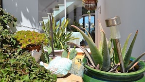 A variety of potted plants including succulents and cacti in an outdoor setting. - House / Villa - Portocolom (Portocolom)