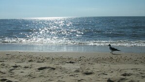 A beach with a seagull walking on the sand.