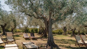 Un espace extérieur aménagé avec des fauteuils et des bancs en bois, le tout installé sous un olivier.