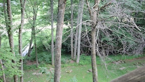 A forested area with tall trees and a grassy clearing. - 'Ski Shack' Condo w/ Private Deck (Sugar Mountain)