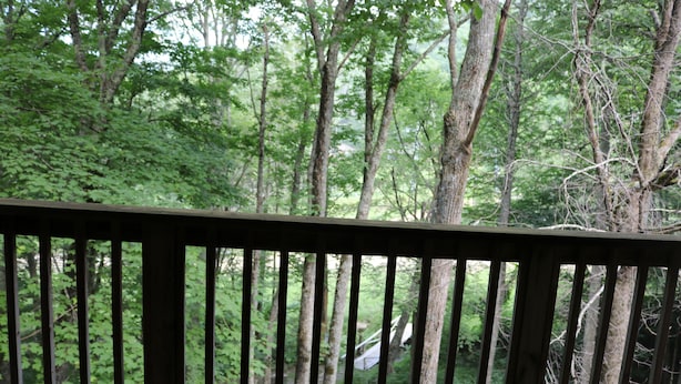A wooden deck with vertical slats, overlooking a dense forest with tall trees and a mix of green foliage. - 'Ski Shack' Condo w/ Private Deck (Sugar Mountain)