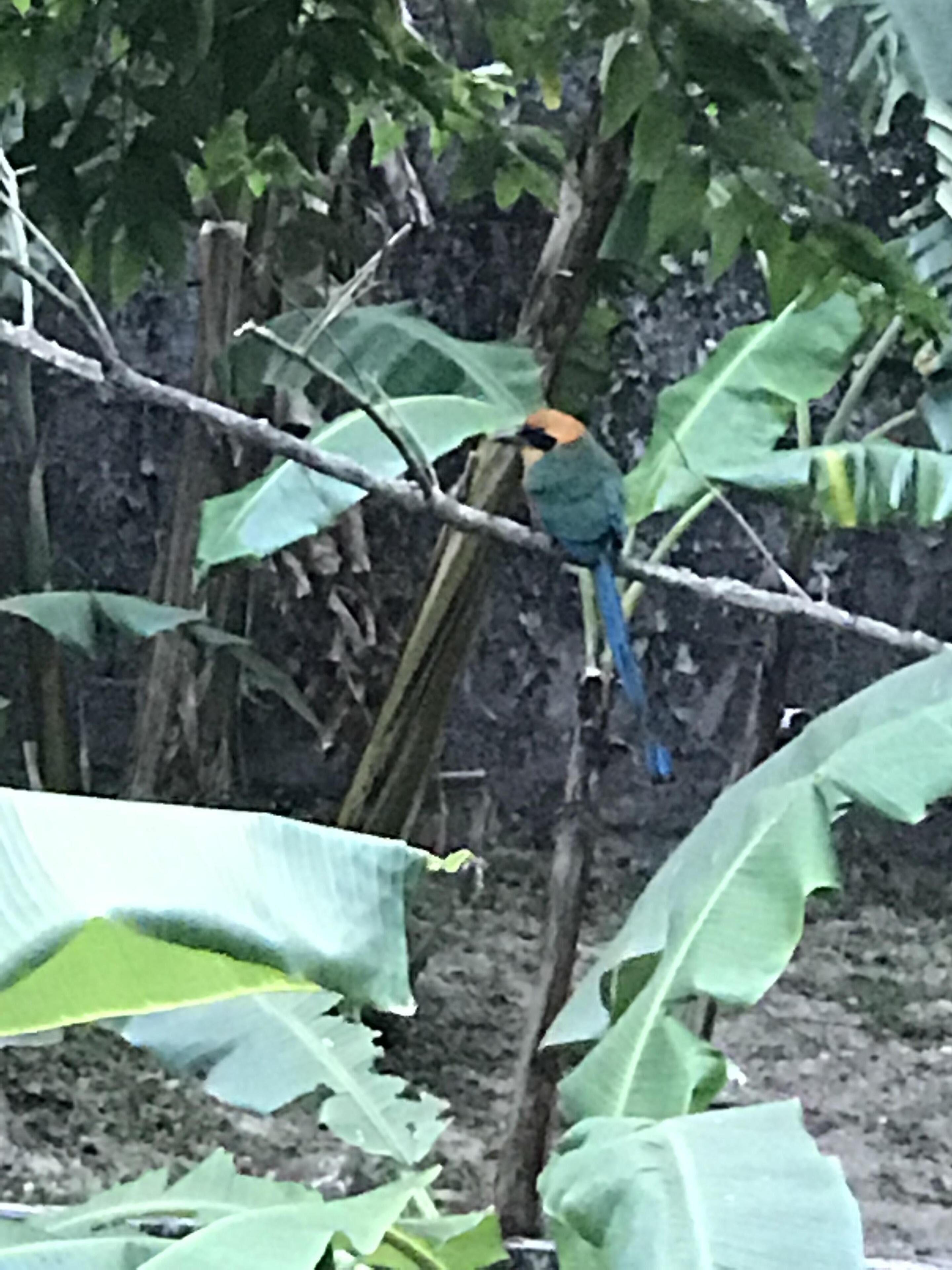 A bird perched on a branch surrounded by large green leaves.